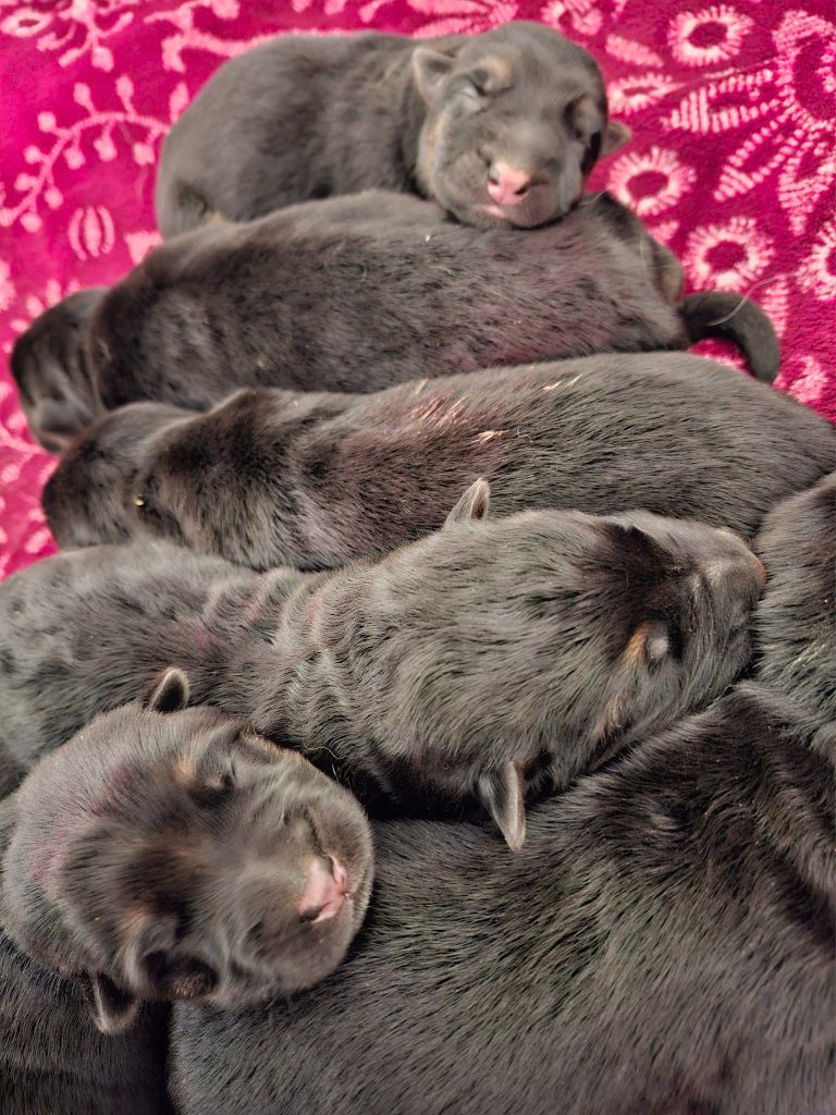 chiot Berger Allemand Du Clos De La Chanson