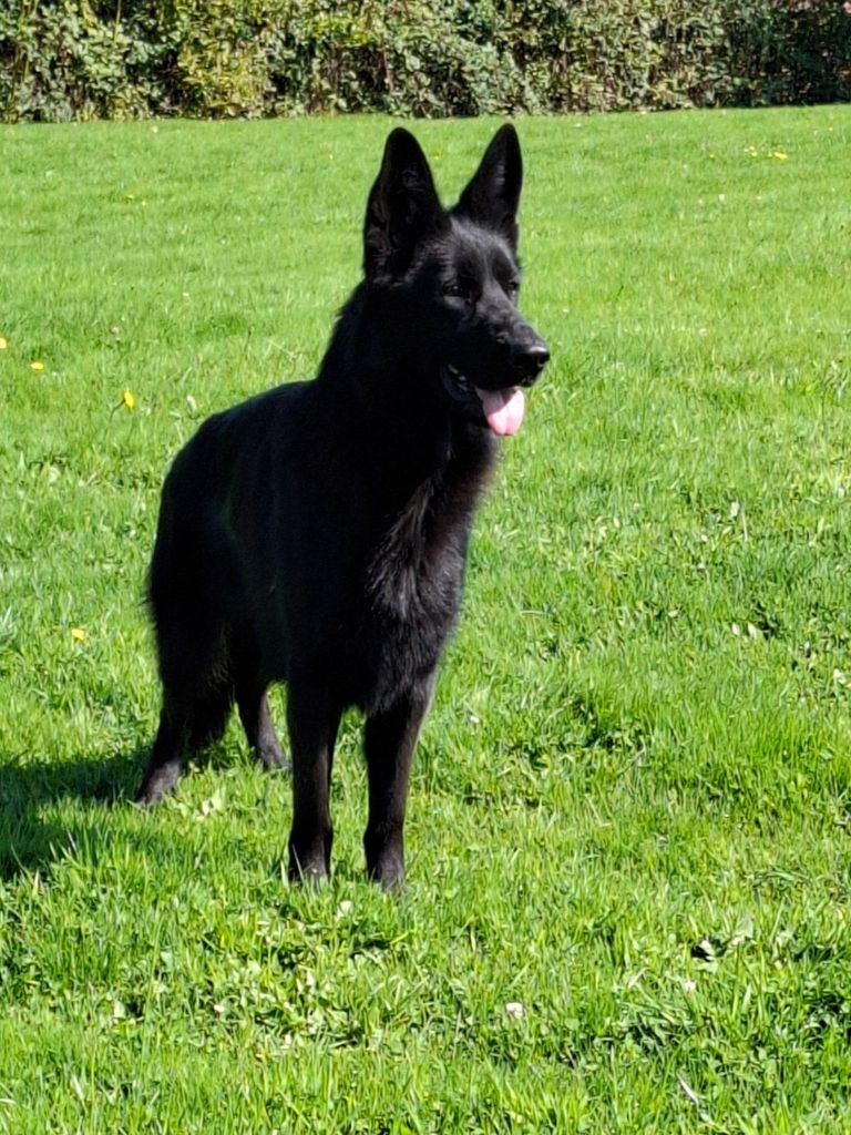 Vedette Du Clos De La Chanson