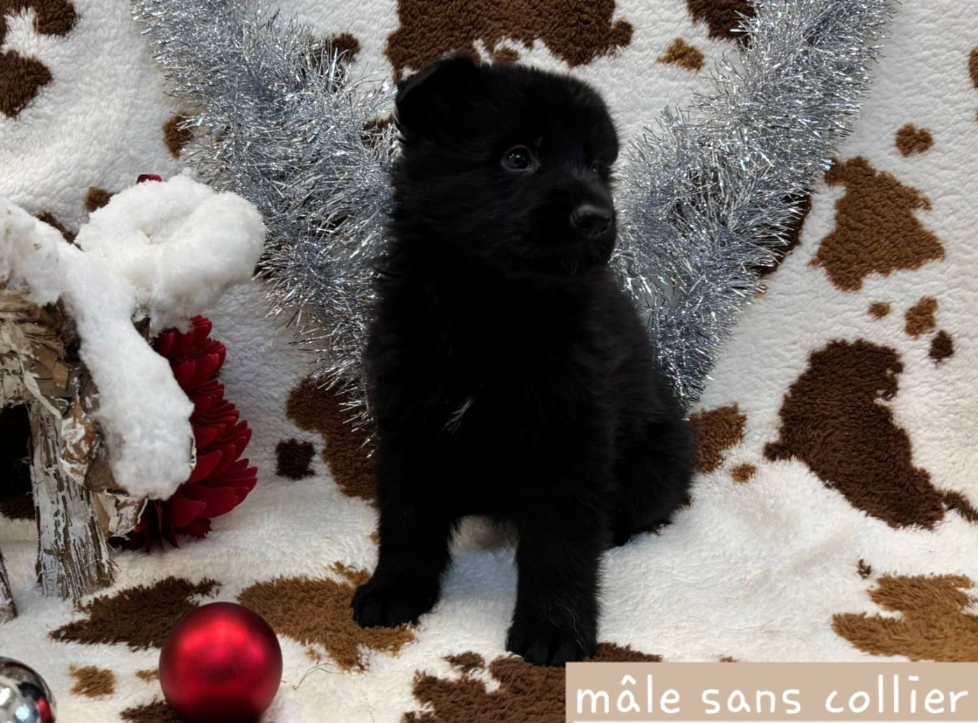 Du Clos De La Chanson - Chiots disponibles - Berger Allemand