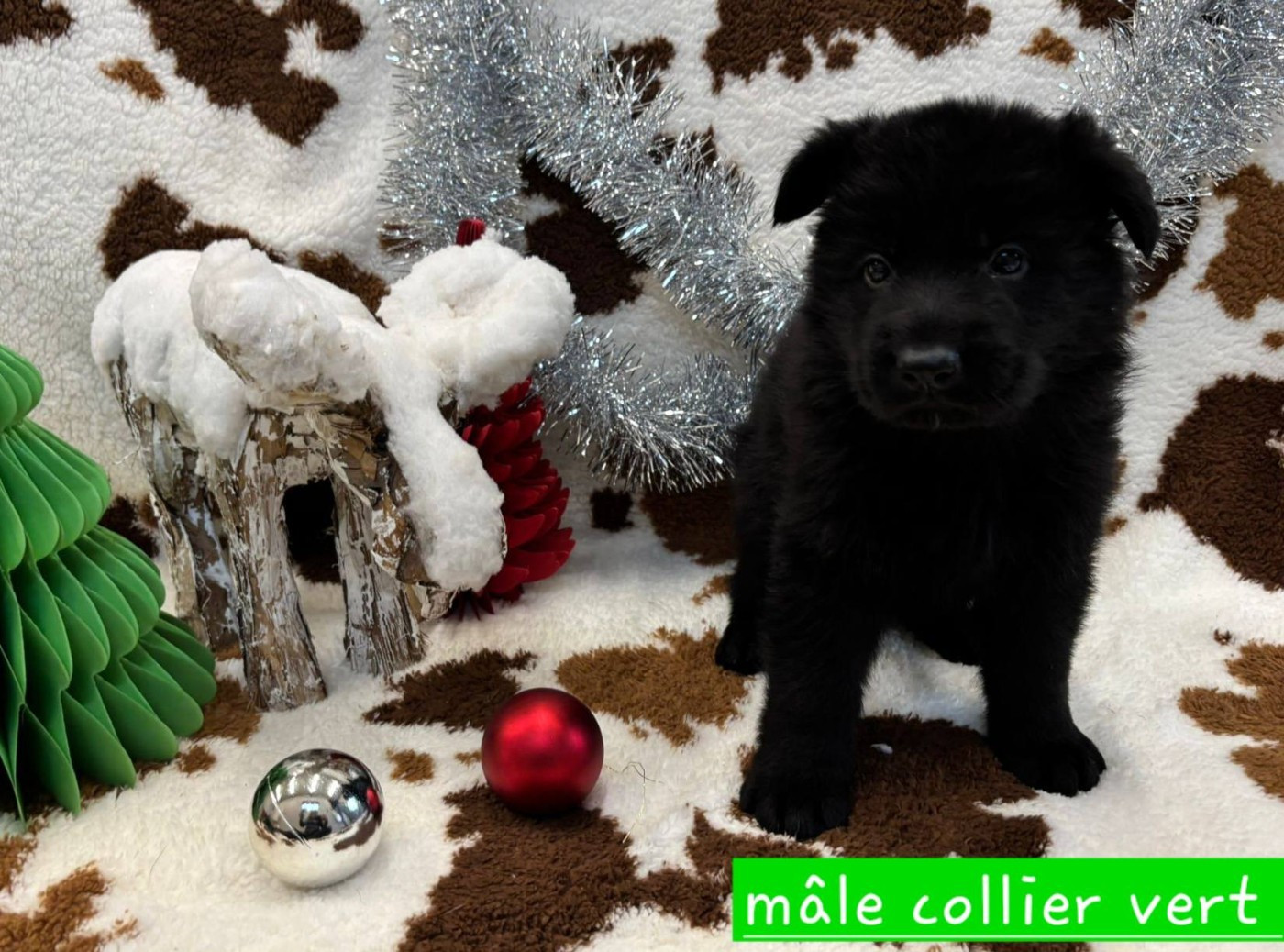 Du Clos De La Chanson - Chiots disponibles - Berger Allemand