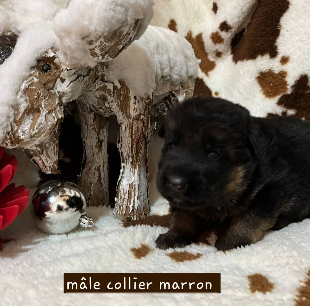 Du Clos De La Chanson - Chiots disponibles - Berger Allemand