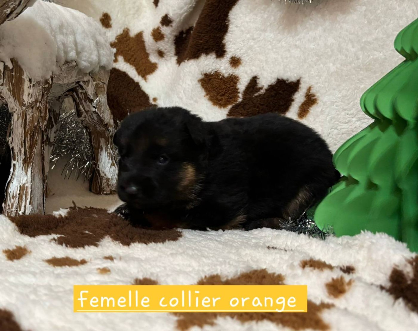 Du Clos De La Chanson - Chiots disponibles - Berger Allemand