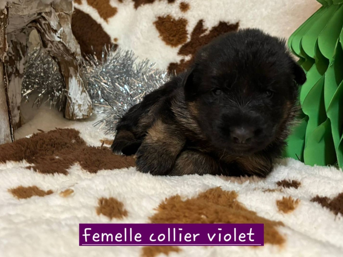 Du Clos De La Chanson - Chiots disponibles - Berger Allemand