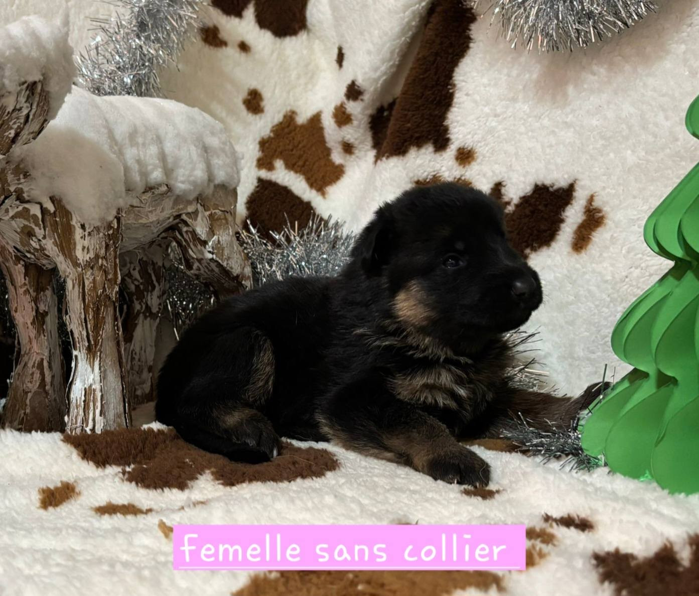 Du Clos De La Chanson - Chiots disponibles - Berger Allemand