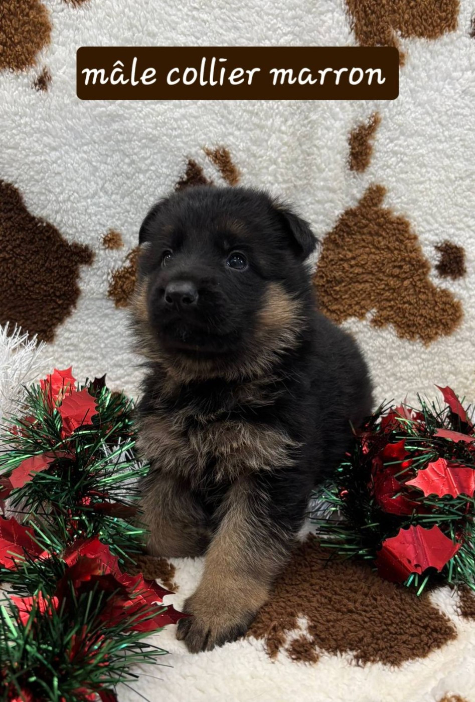 Du Clos De La Chanson - Chiots disponibles - Berger Allemand