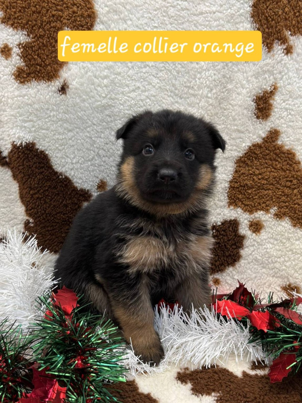 Du Clos De La Chanson - Chiots disponibles - Berger Allemand