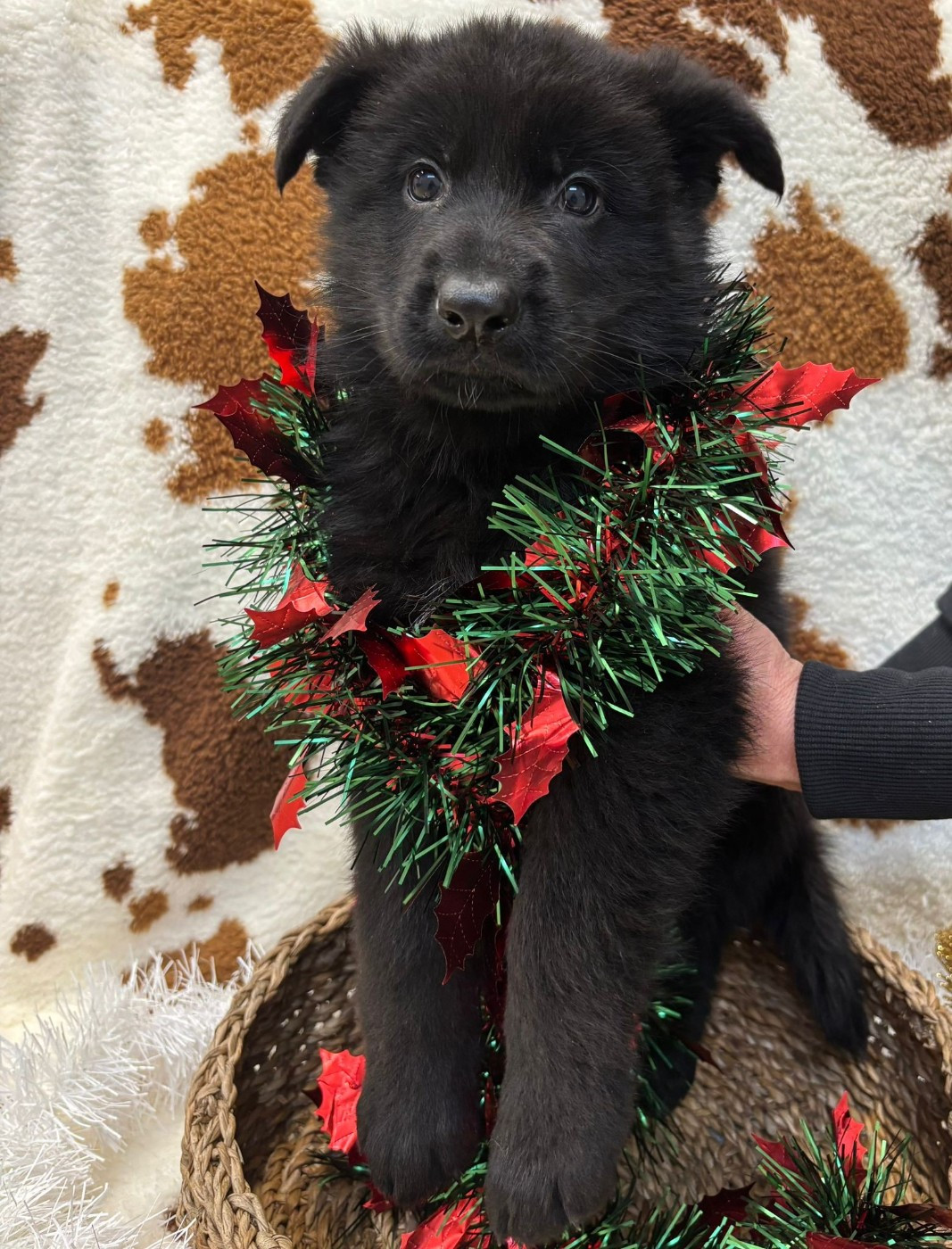 Du Clos De La Chanson - Chiots disponibles - Berger Allemand