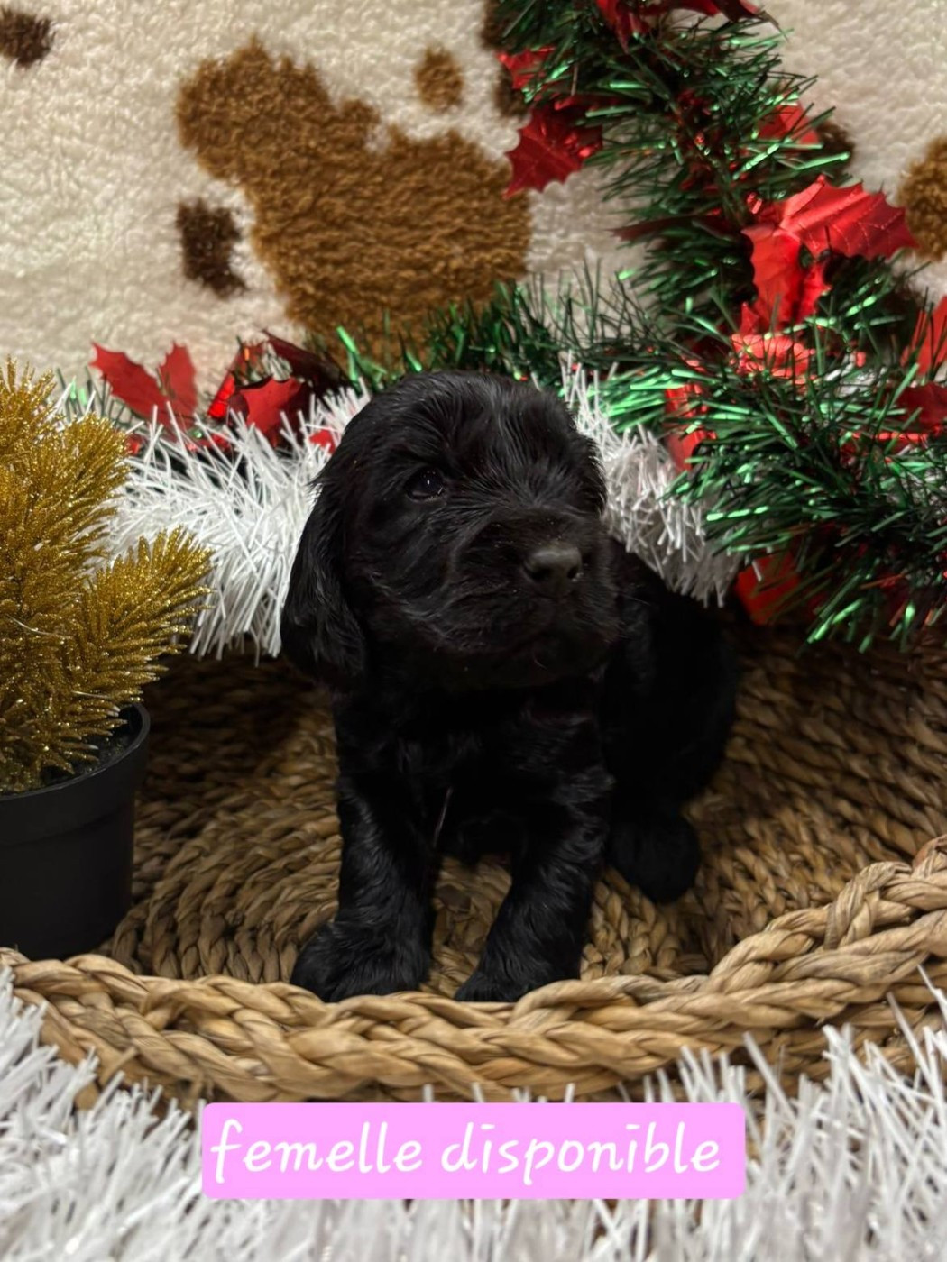 Du Clos De La Chanson - Chiots disponibles - Cocker Spaniel Anglais