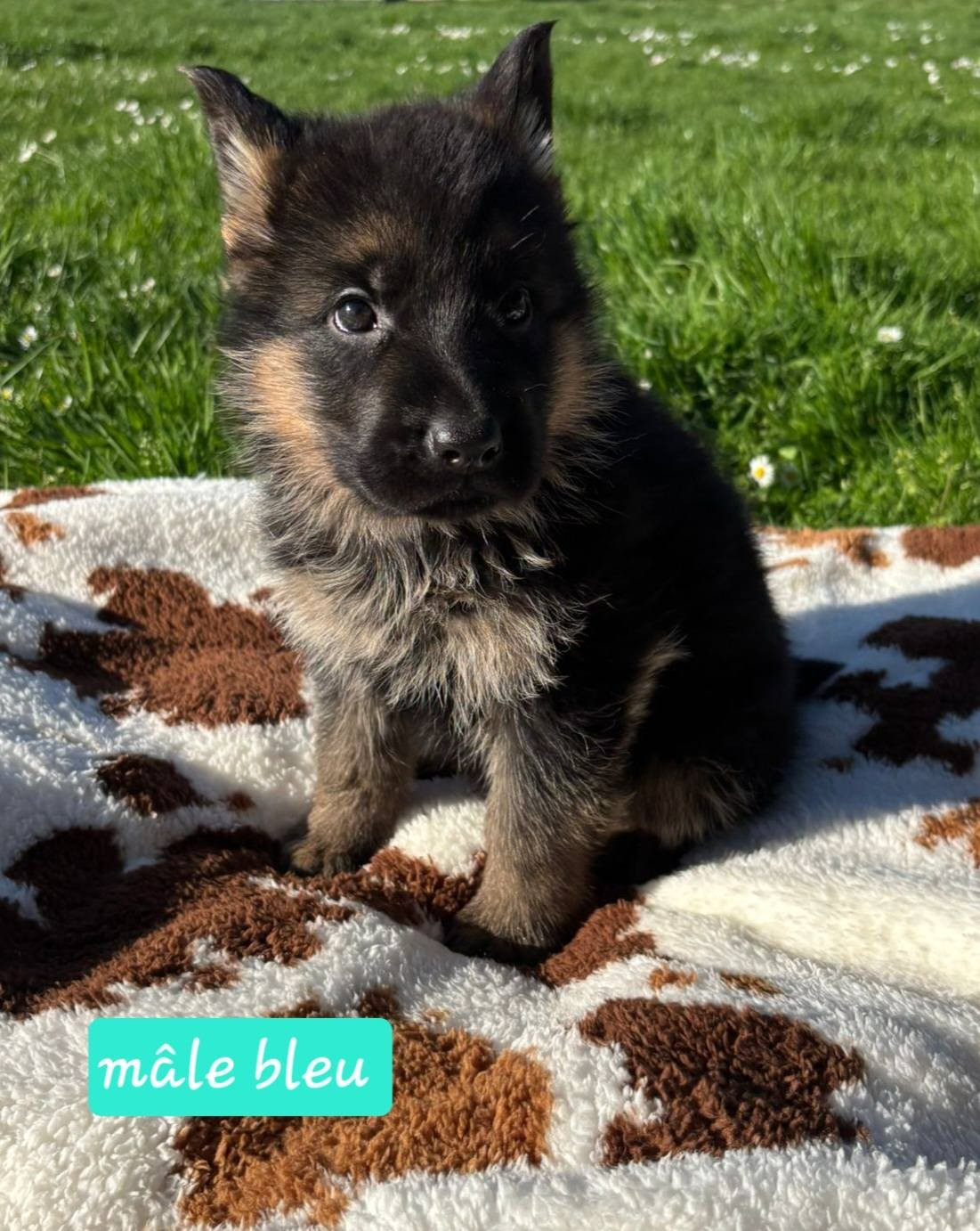 Du Clos De La Chanson - Chiots disponibles - Berger Allemand