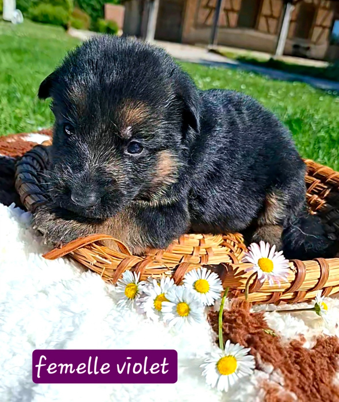 Du Clos De La Chanson - Chiots disponibles - Berger Allemand