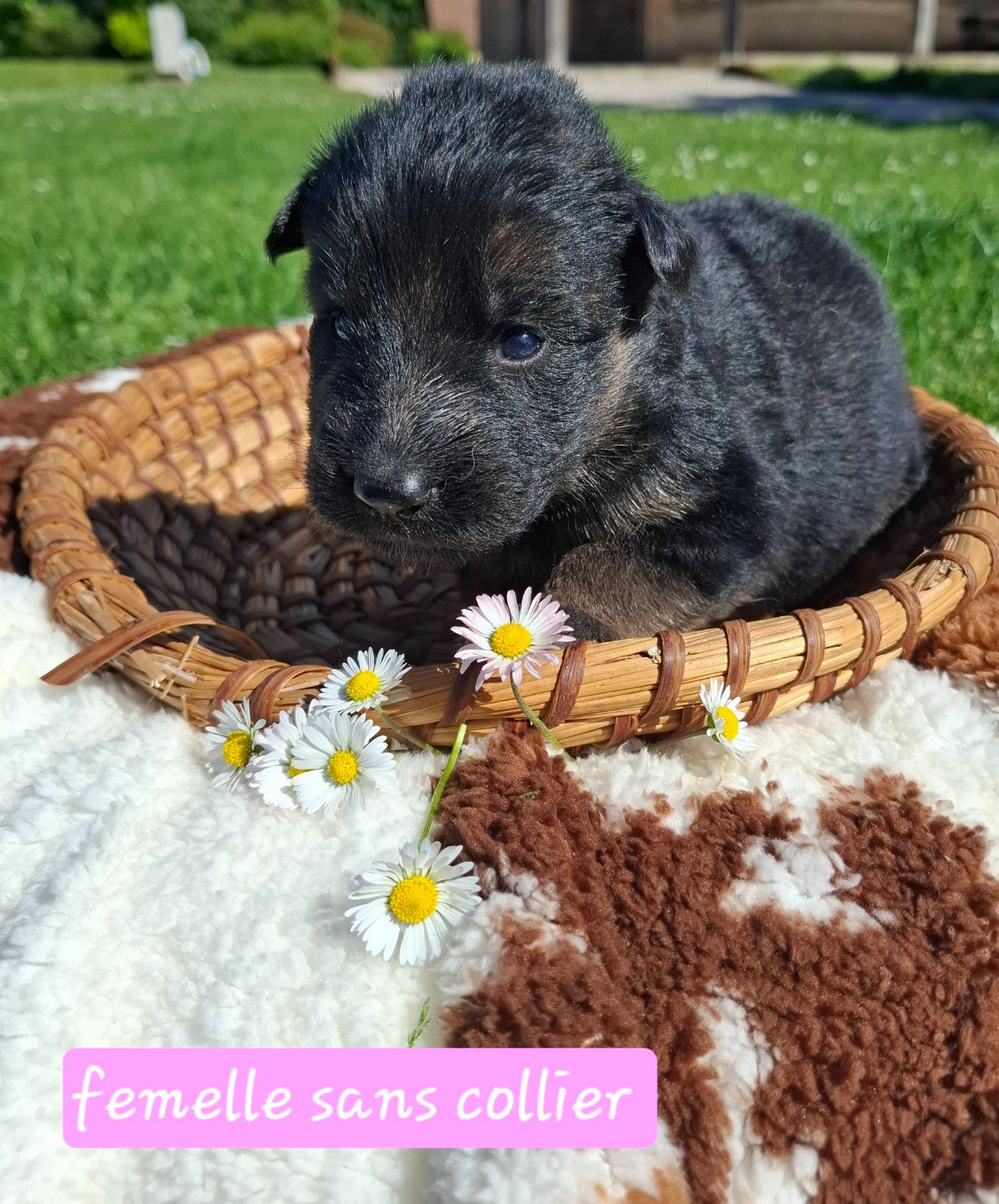 Du Clos De La Chanson - Chiots disponibles - Berger Allemand