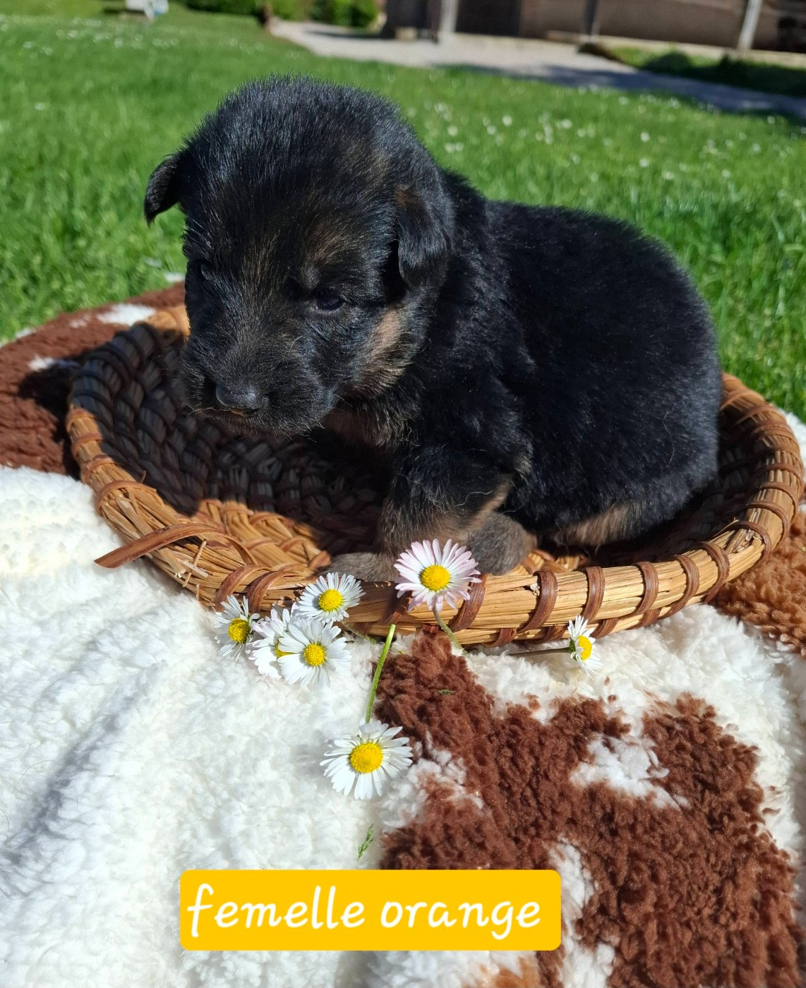 Du Clos De La Chanson - Chiots disponibles - Berger Allemand