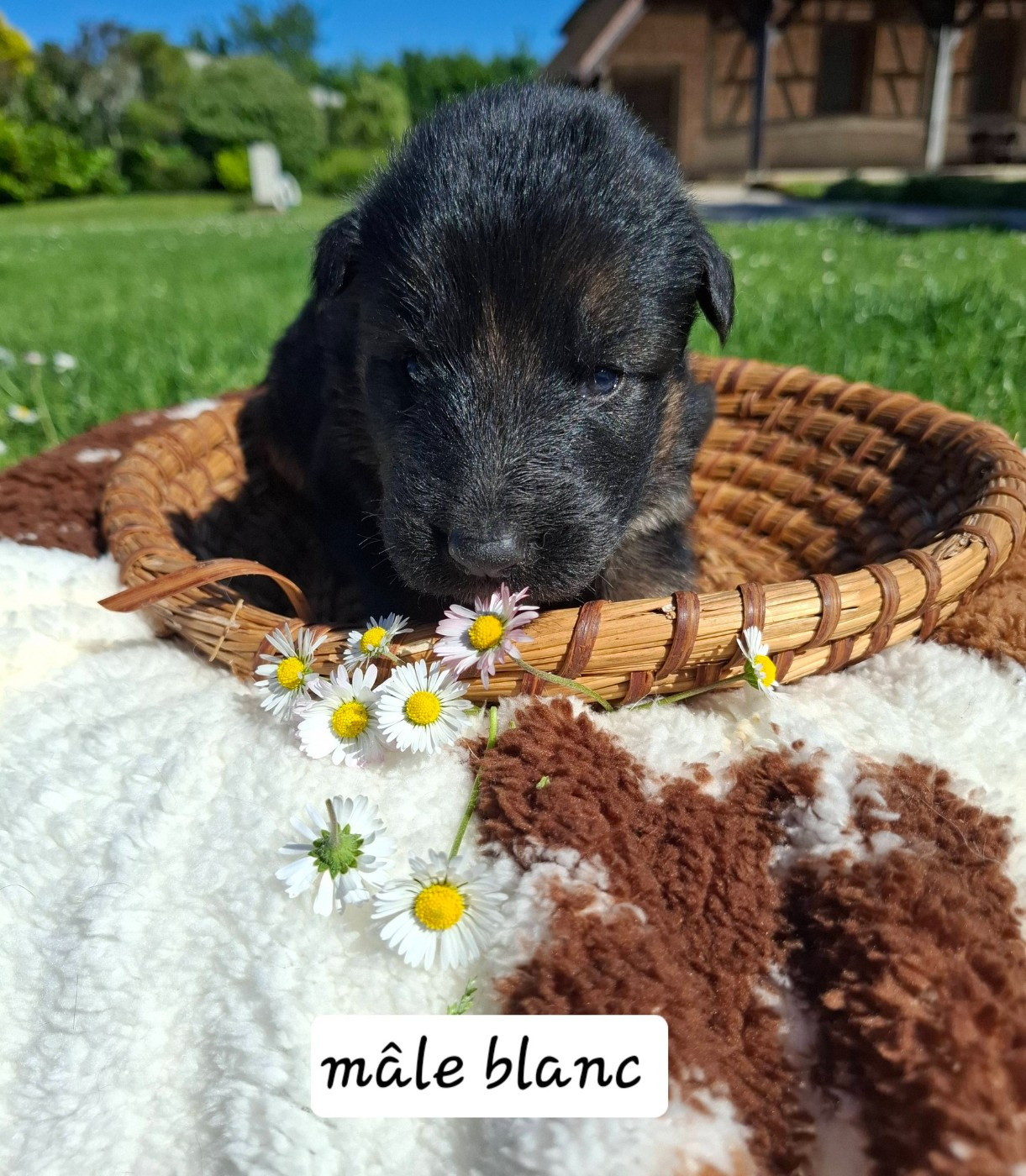 Du Clos De La Chanson - Chiots disponibles - Berger Allemand
