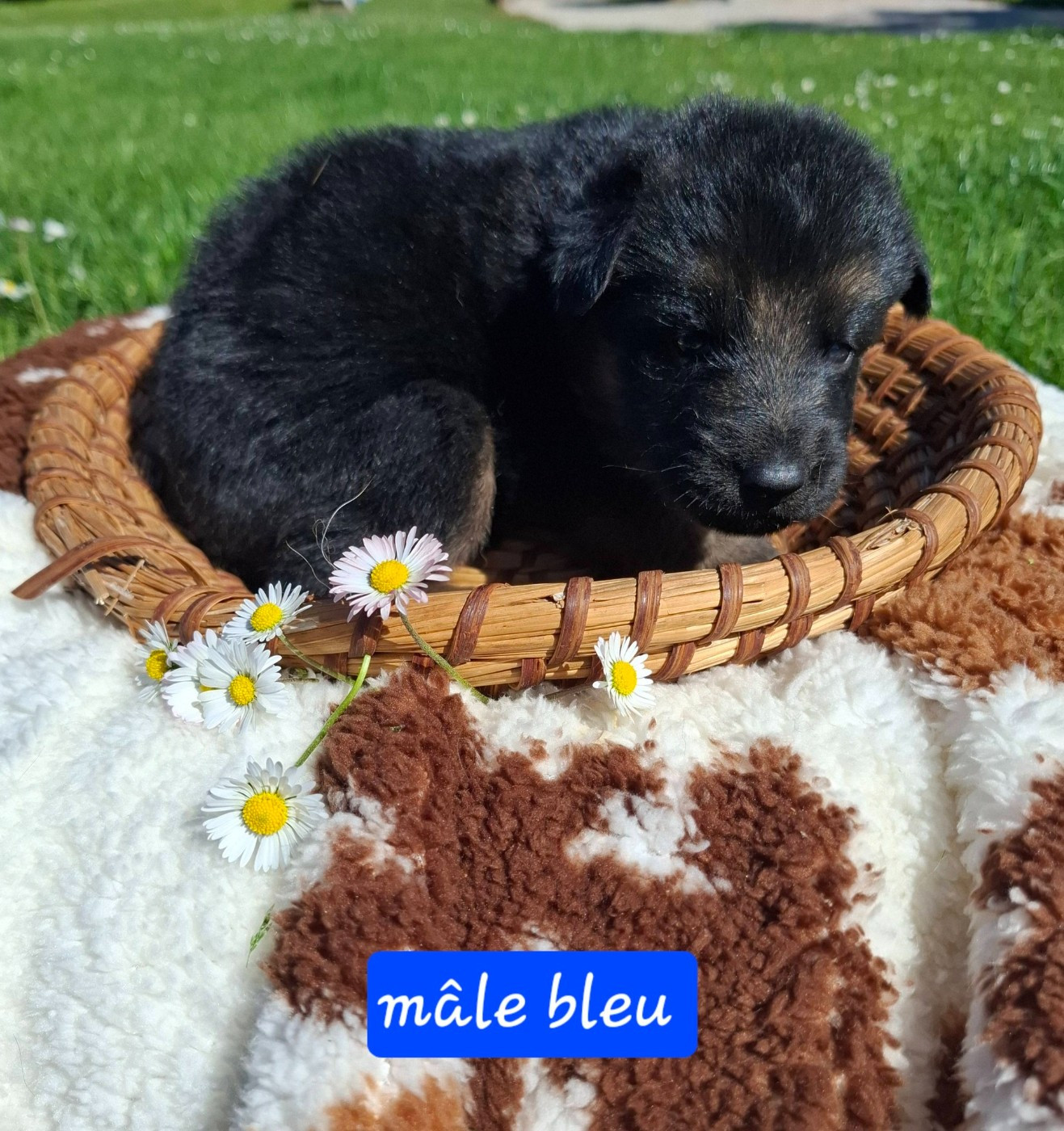 Du Clos De La Chanson - Chiots disponibles - Berger Allemand