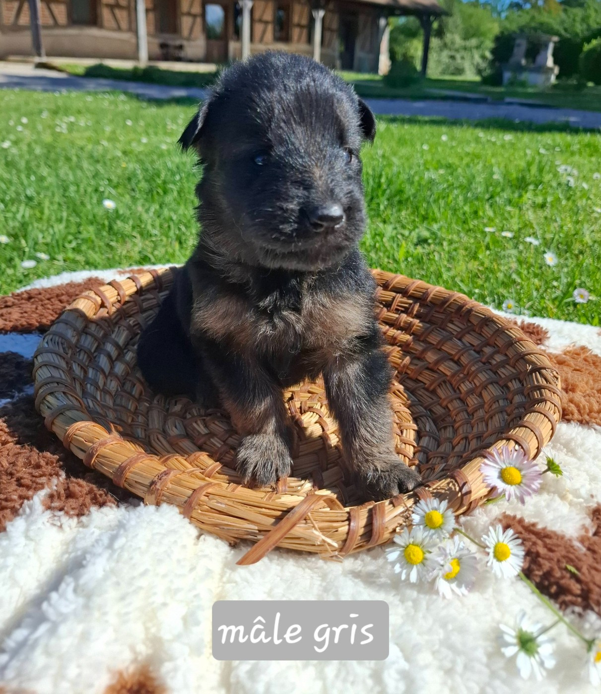 Du Clos De La Chanson - Chiots disponibles - Berger Allemand