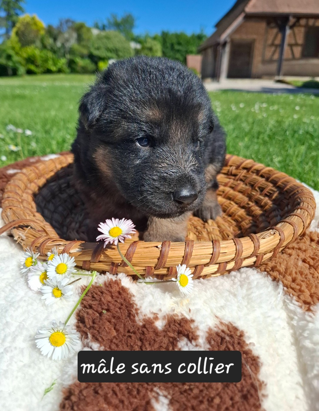 Du Clos De La Chanson - Chiots disponibles - Berger Allemand