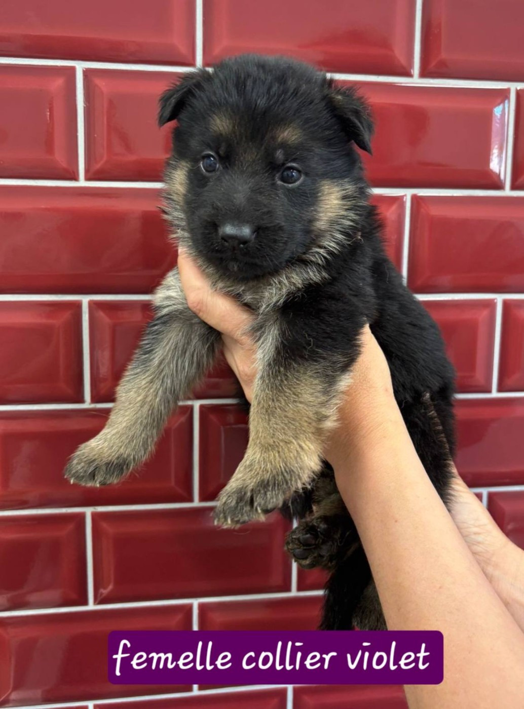 Du Clos De La Chanson - Chiots disponibles - Berger Allemand