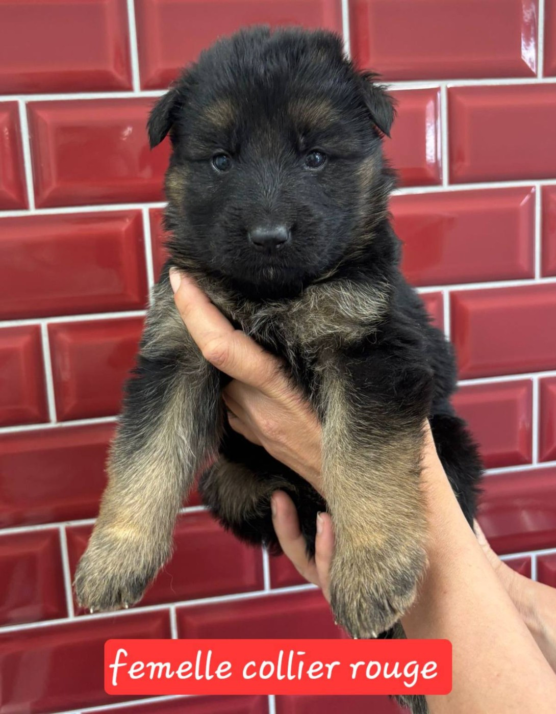 Du Clos De La Chanson - Chiots disponibles - Berger Allemand