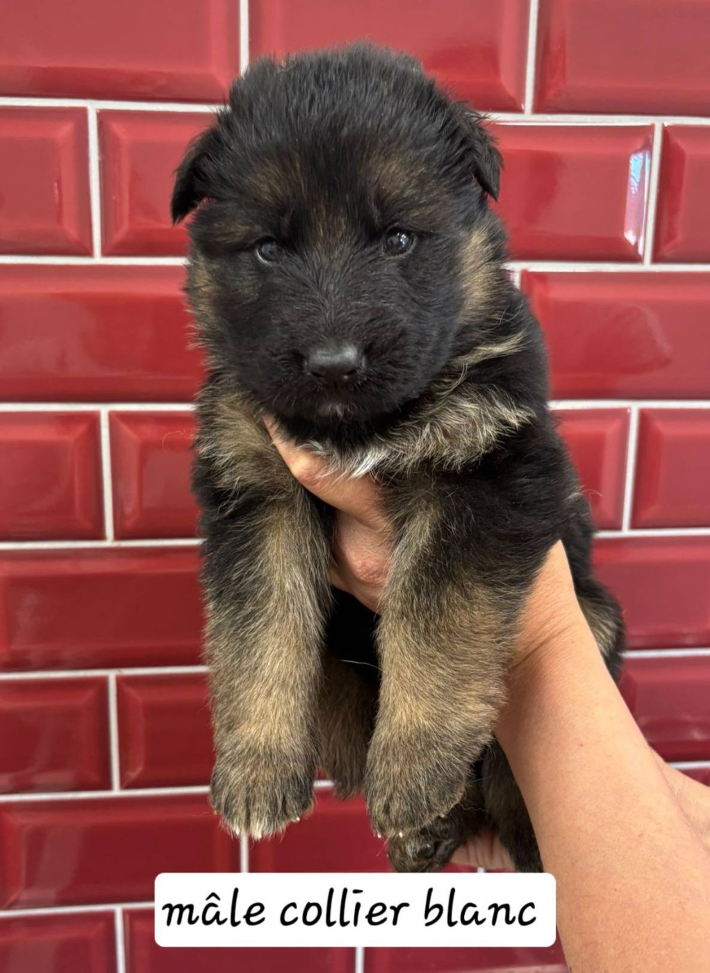 Du Clos De La Chanson - Chiots disponibles - Berger Allemand