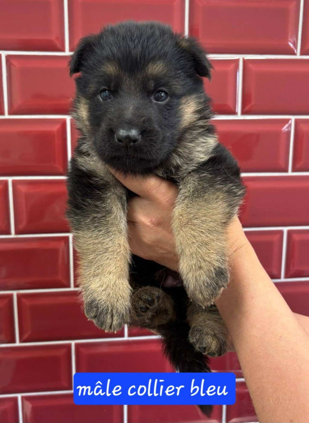 Du Clos De La Chanson - Chiots disponibles - Berger Allemand