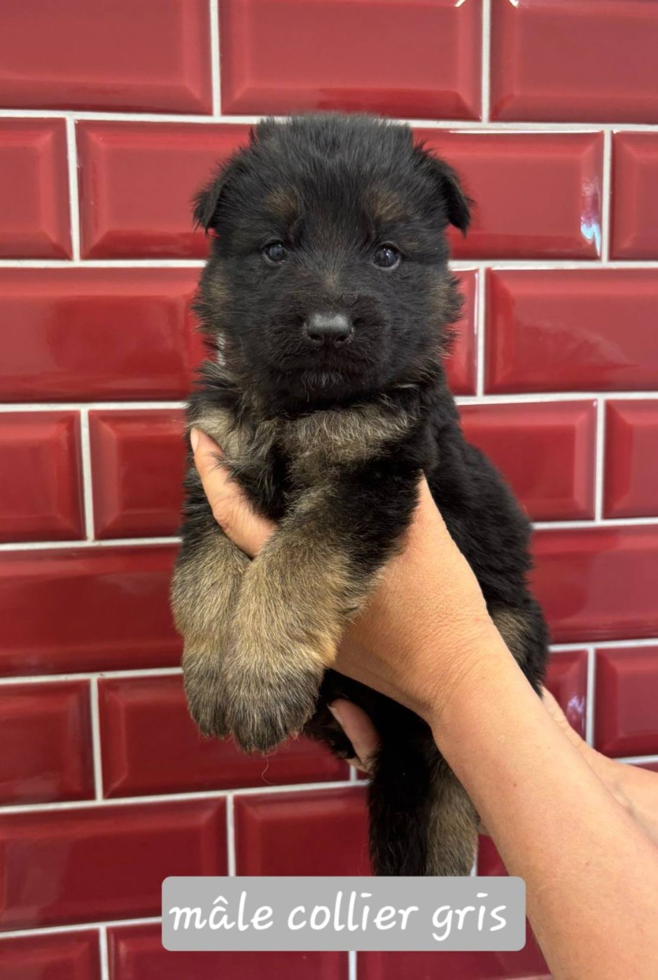 Du Clos De La Chanson - Chiots disponibles - Berger Allemand