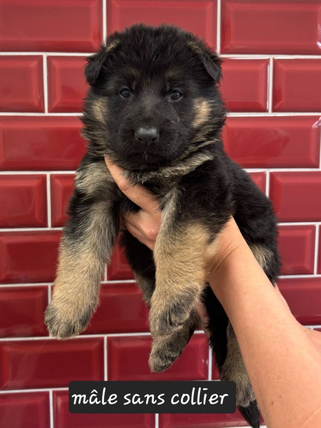 Du Clos De La Chanson - Chiots disponibles - Berger Allemand