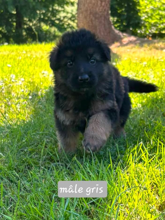 Du Clos De La Chanson - Chiots disponibles - Berger Allemand