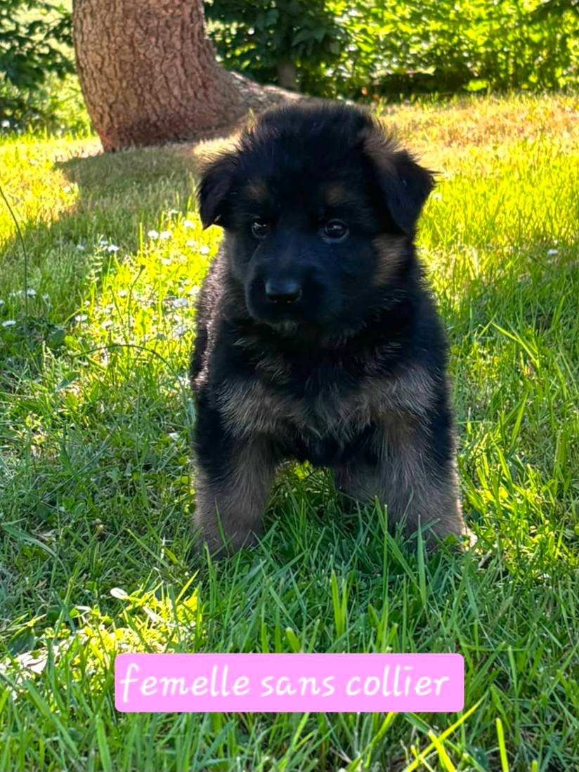 Du Clos De La Chanson - Chiots disponibles - Berger Allemand