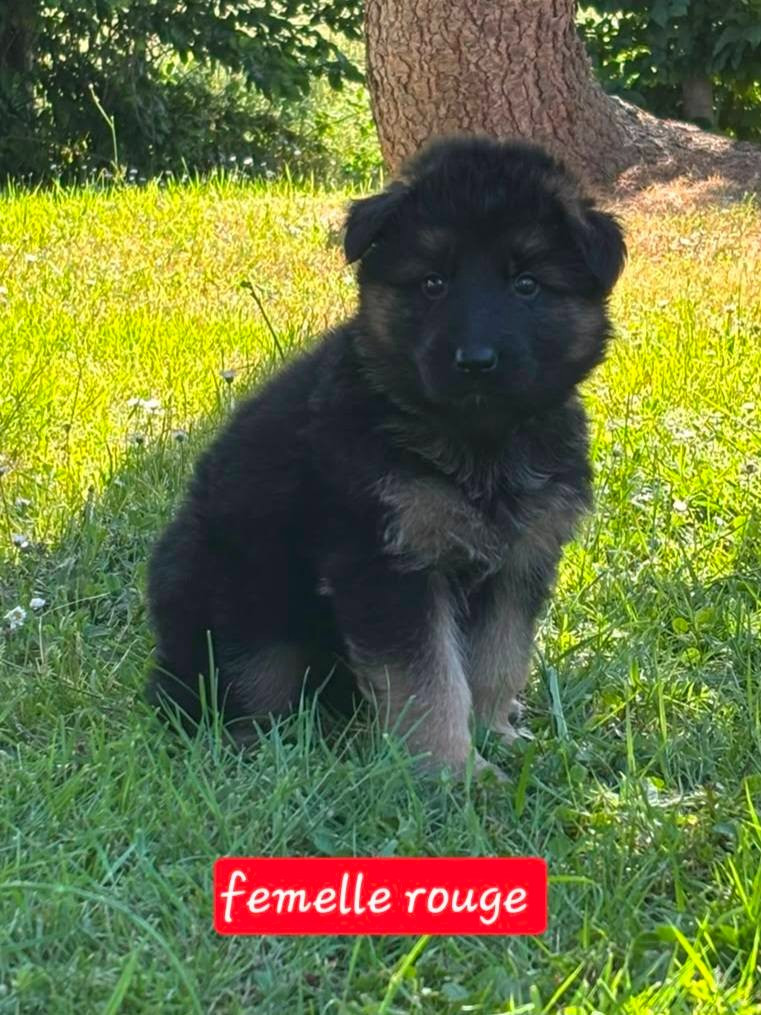 Du Clos De La Chanson - Chiots disponibles - Berger Allemand