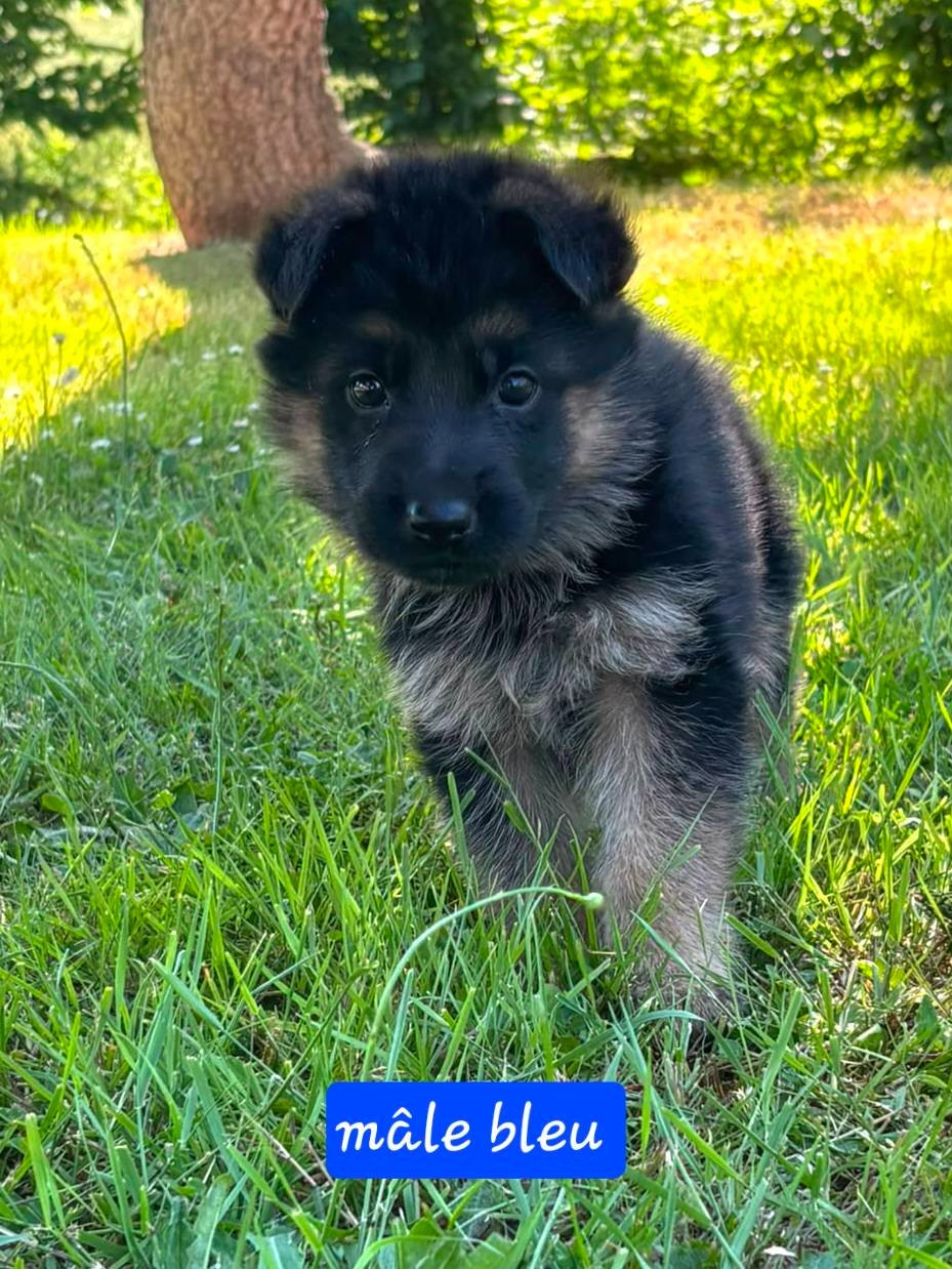Du Clos De La Chanson - Chiots disponibles - Berger Allemand