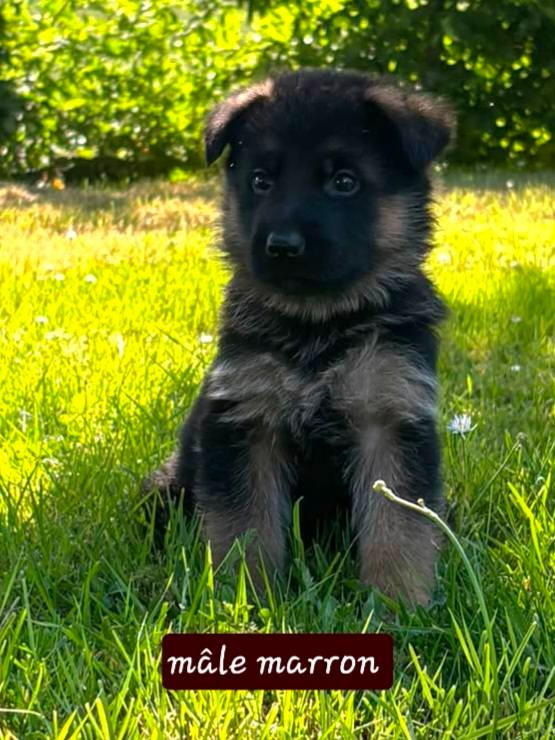 Du Clos De La Chanson - Chiots disponibles - Berger Allemand