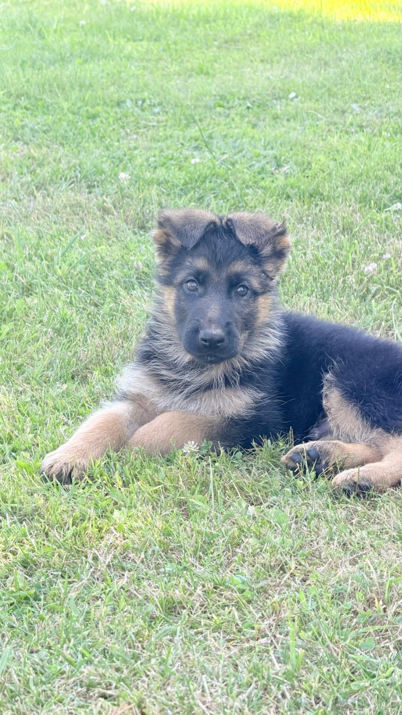 Du Clos De La Chanson - Chiots disponibles - Berger Allemand