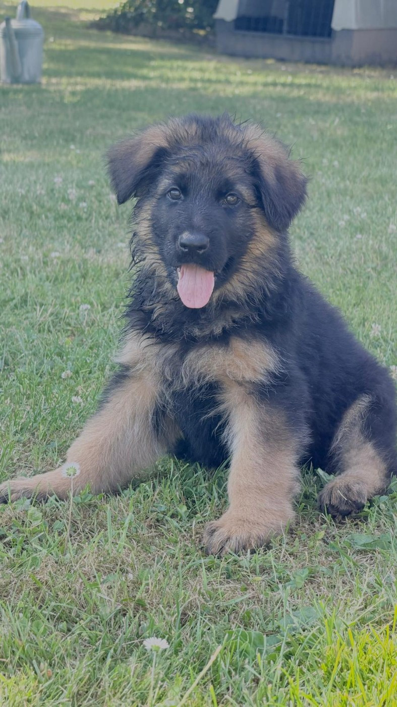 Du Clos De La Chanson - Chiots disponibles - Berger Allemand