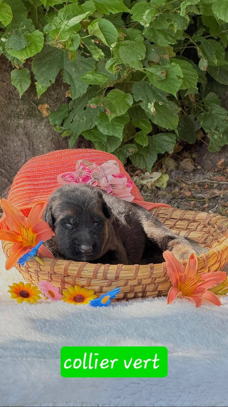 Du Clos De La Chanson - Chiots disponibles - Berger Allemand