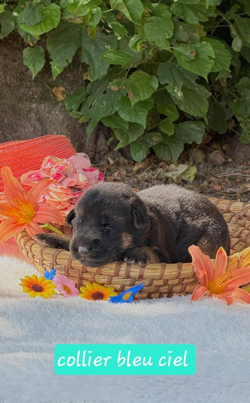 Du Clos De La Chanson - Chiots disponibles - Berger Allemand