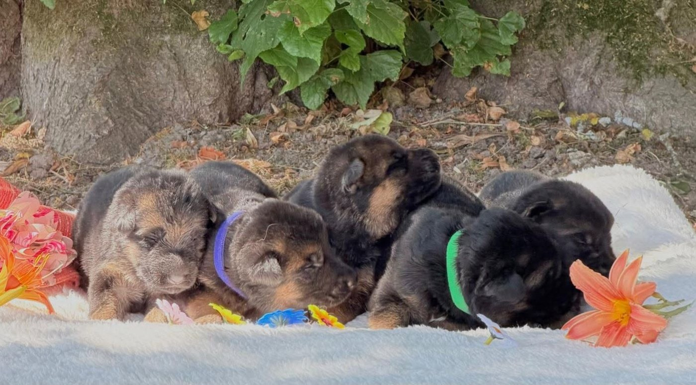 Chiot Berger Allemand Du Clos De La Chanson