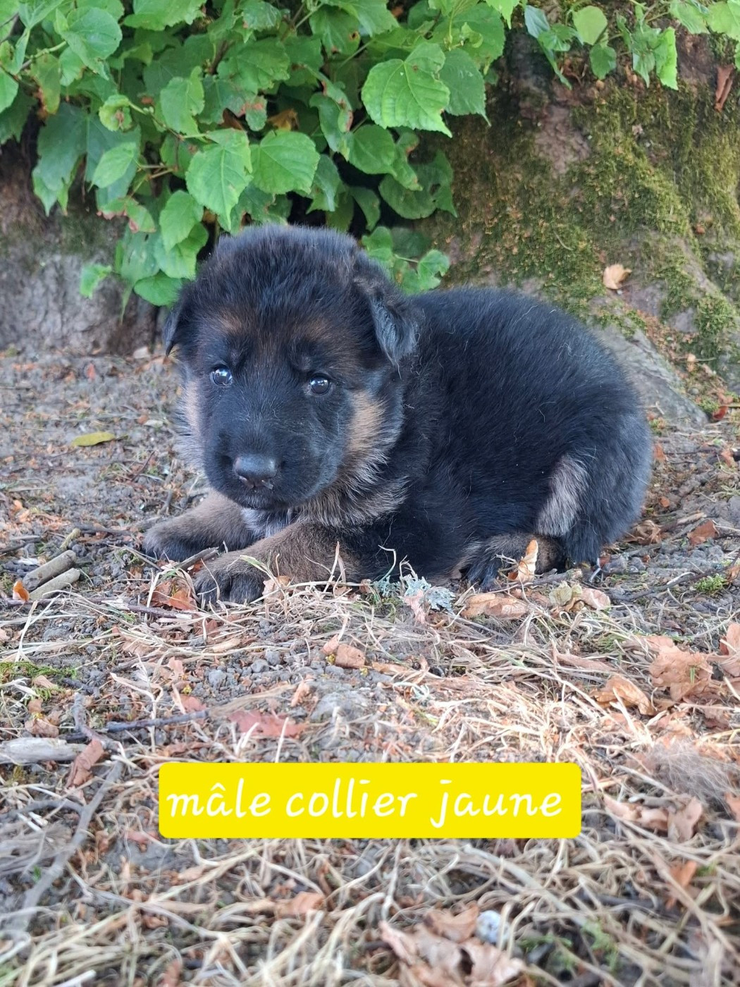 Du Clos De La Chanson - Chiots disponibles - Berger Allemand