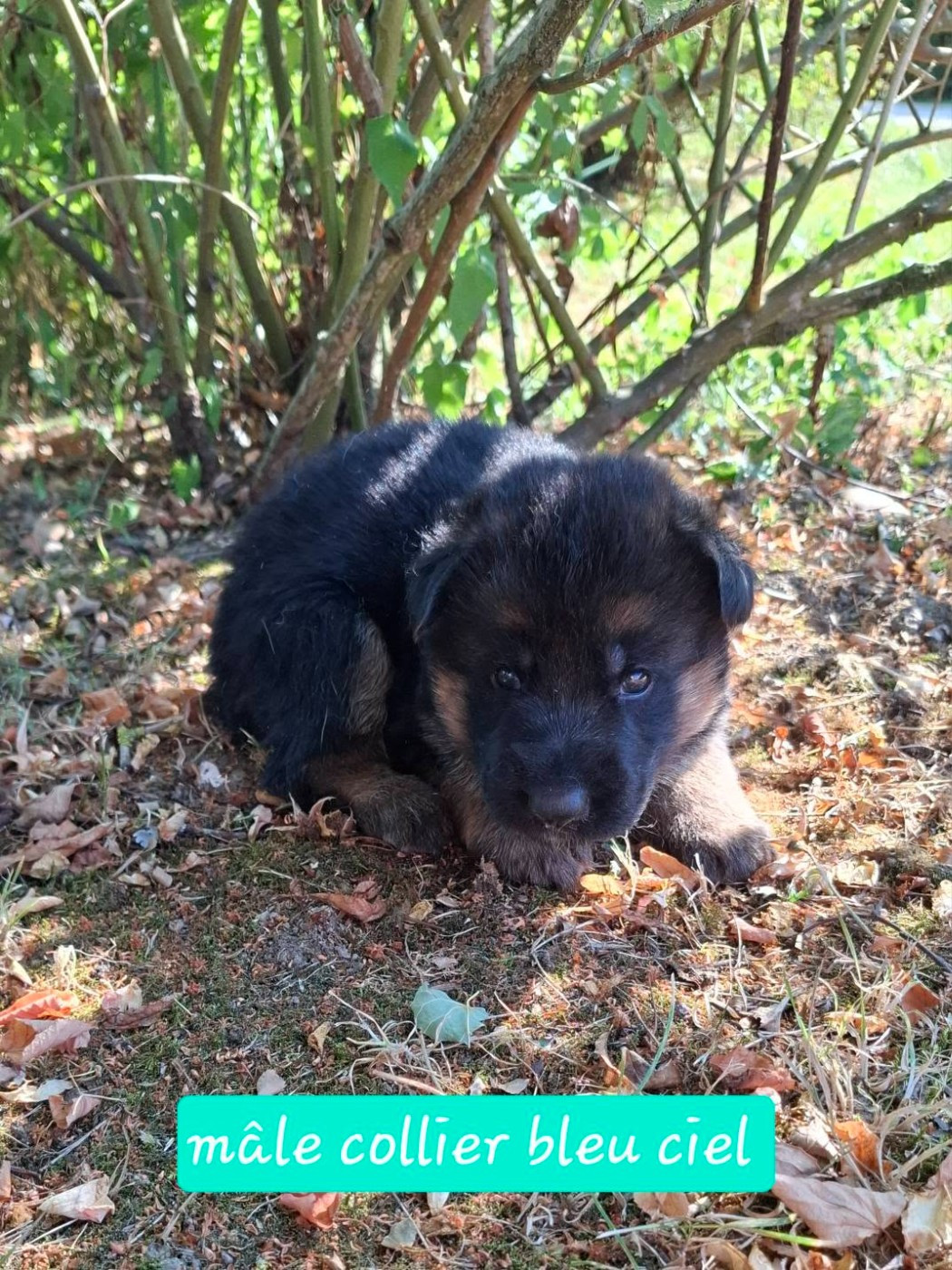 Du Clos De La Chanson - Chiots disponibles - Berger Allemand