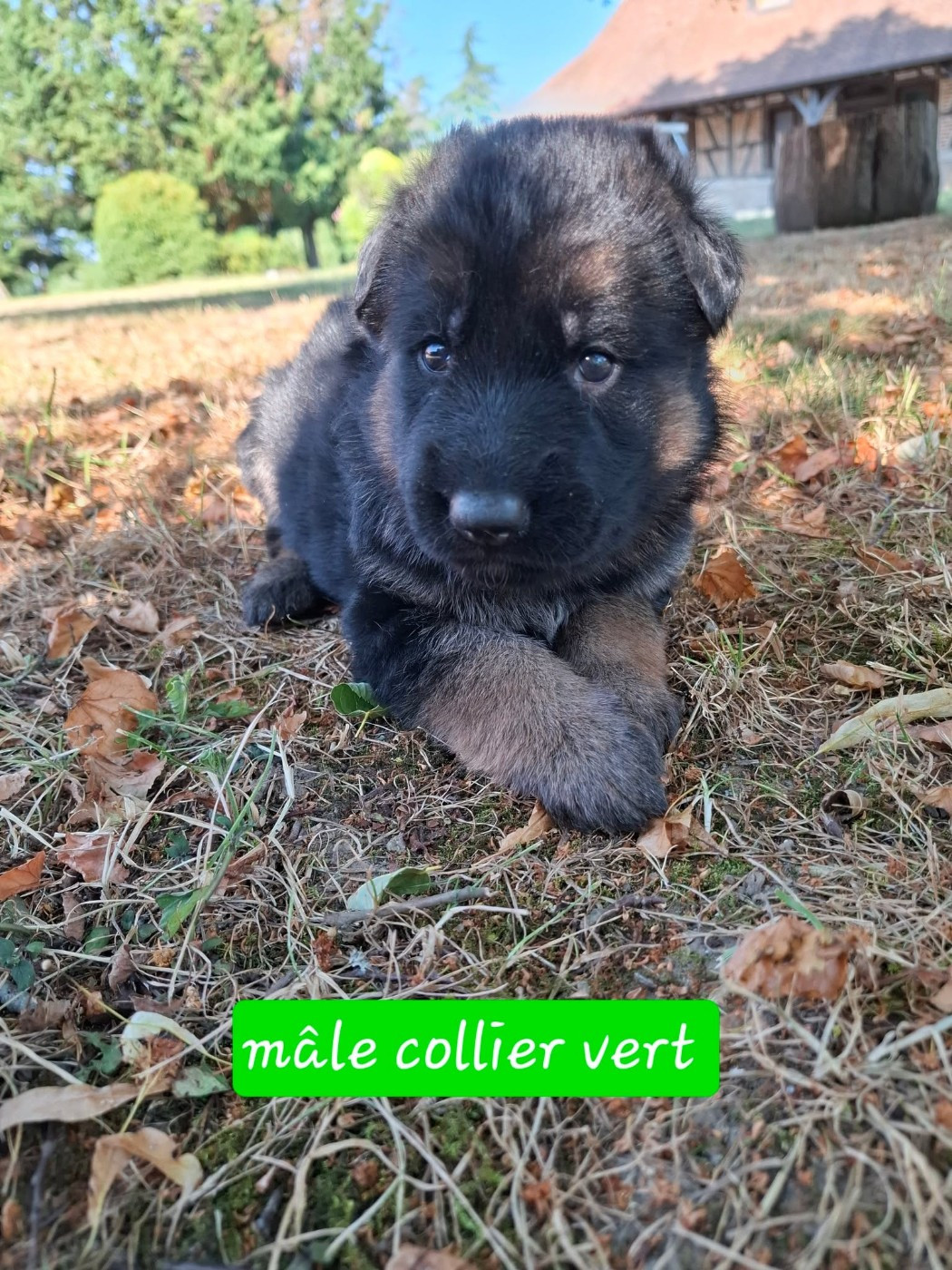 Du Clos De La Chanson - Chiots disponibles - Berger Allemand