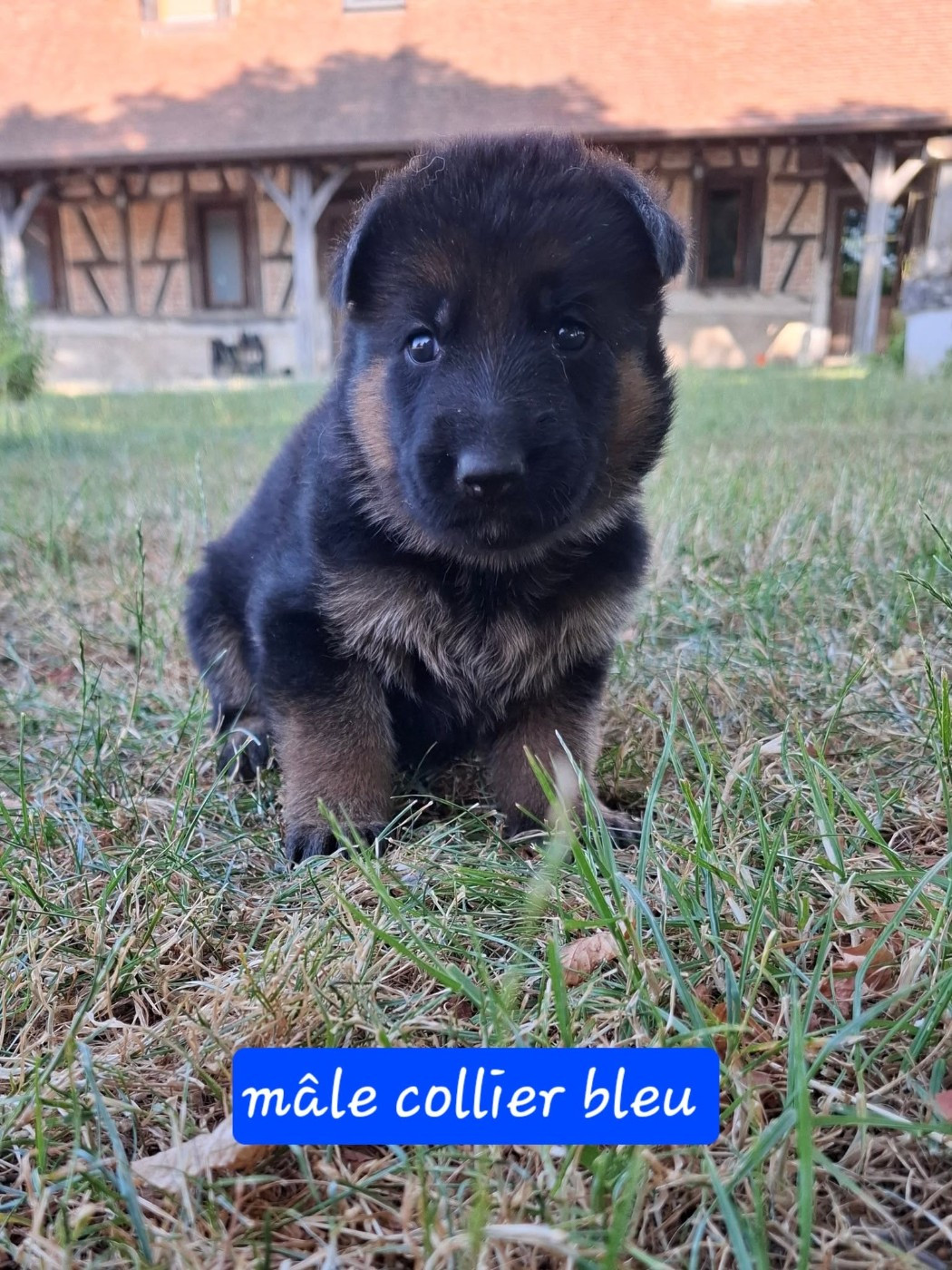 Du Clos De La Chanson - Chiots disponibles - Berger Allemand