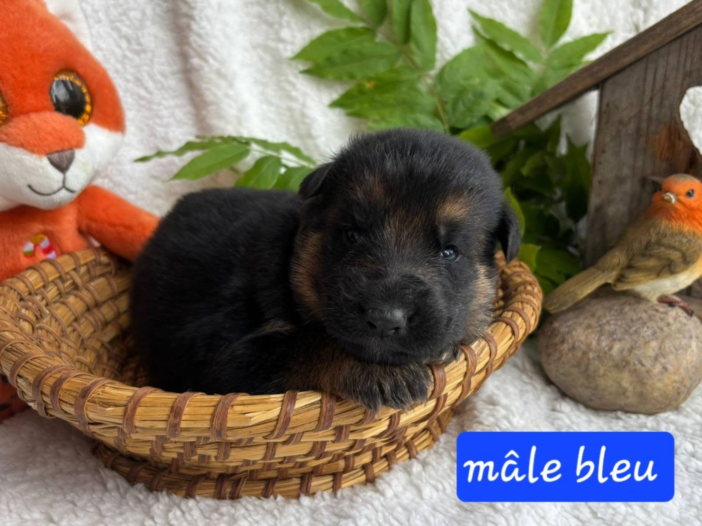 Du Clos De La Chanson - Chiots disponibles - Berger Allemand