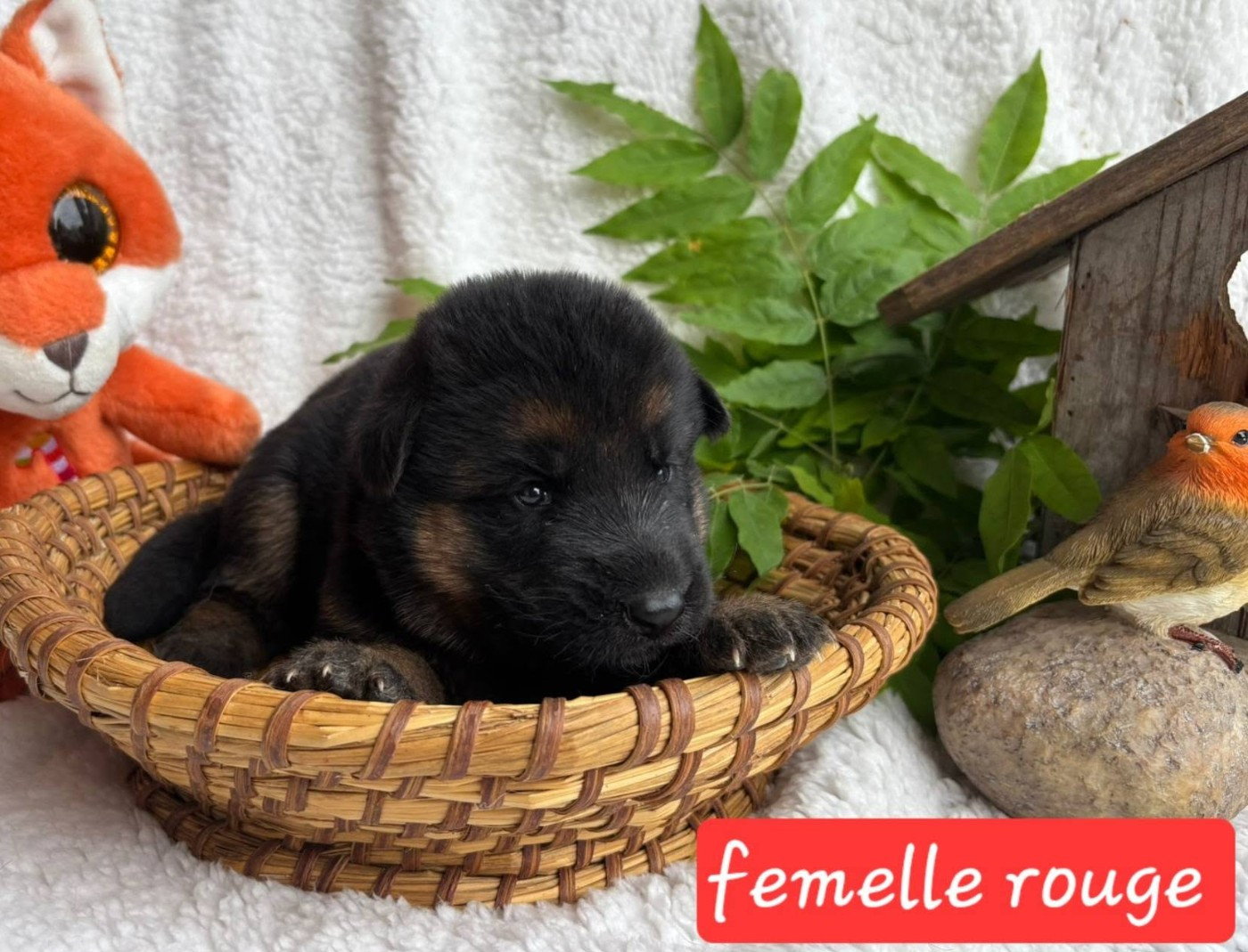 Du Clos De La Chanson - Chiots disponibles - Berger Allemand
