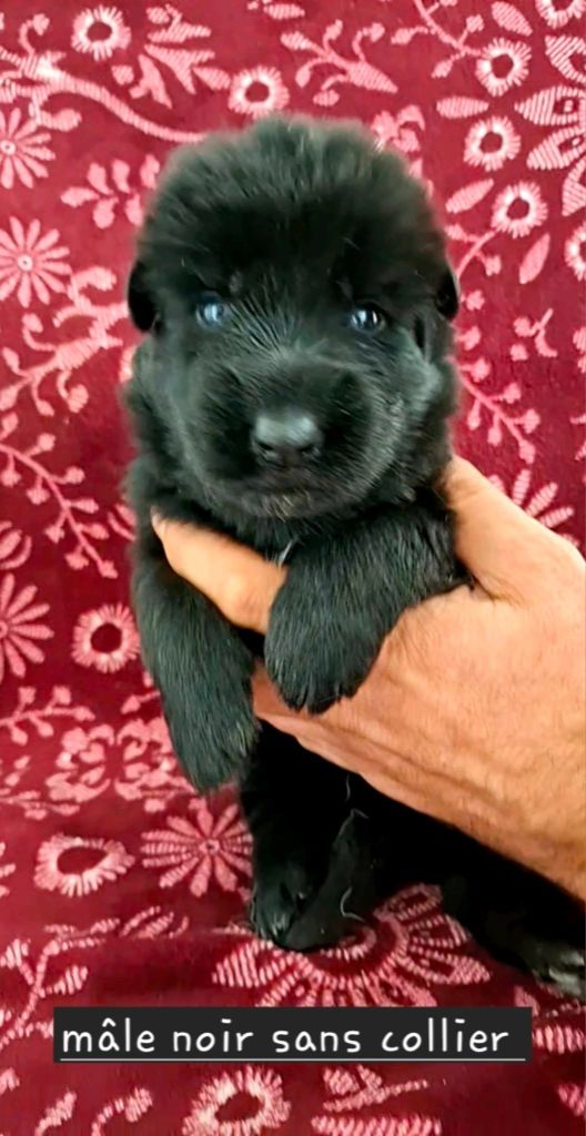 Du Clos De La Chanson - Chiots disponibles - Berger Allemand