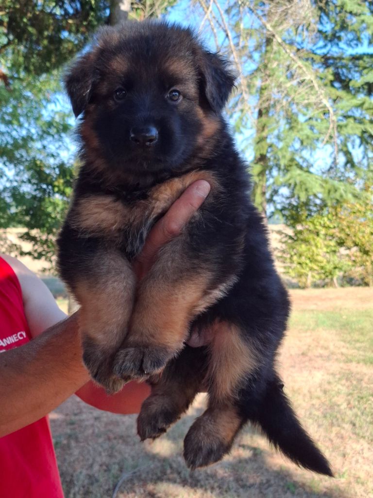 Du Clos De La Chanson - Chiots disponibles - Berger Allemand