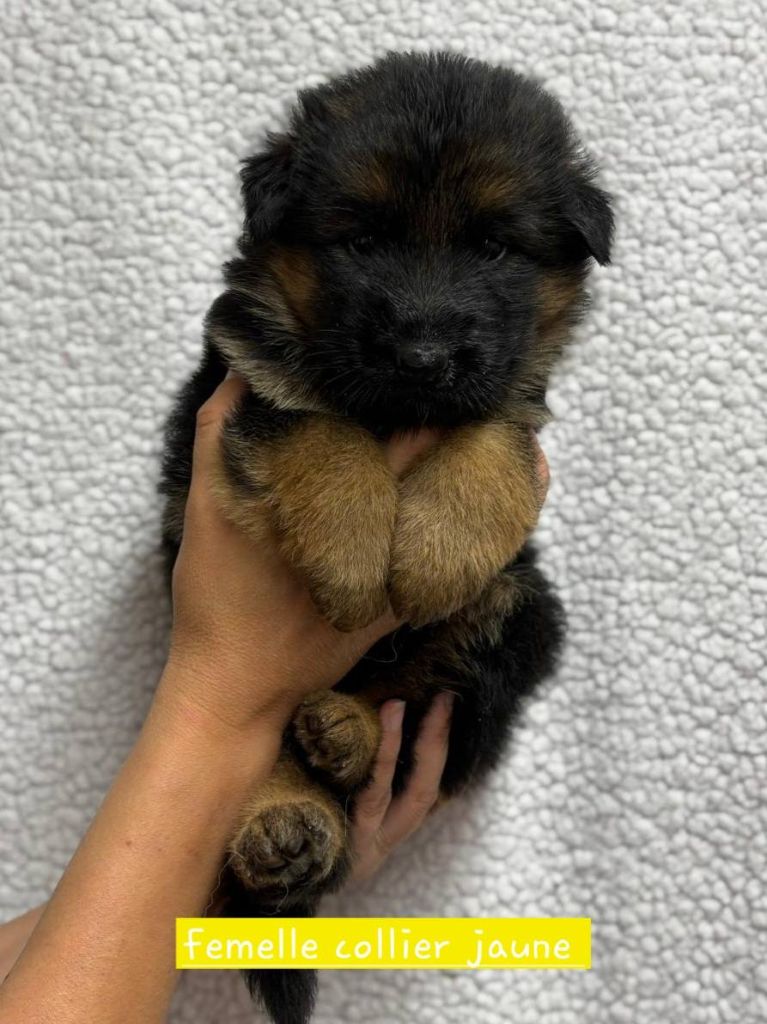 Du Clos De La Chanson - Chiots disponibles - Berger Allemand Poil Long