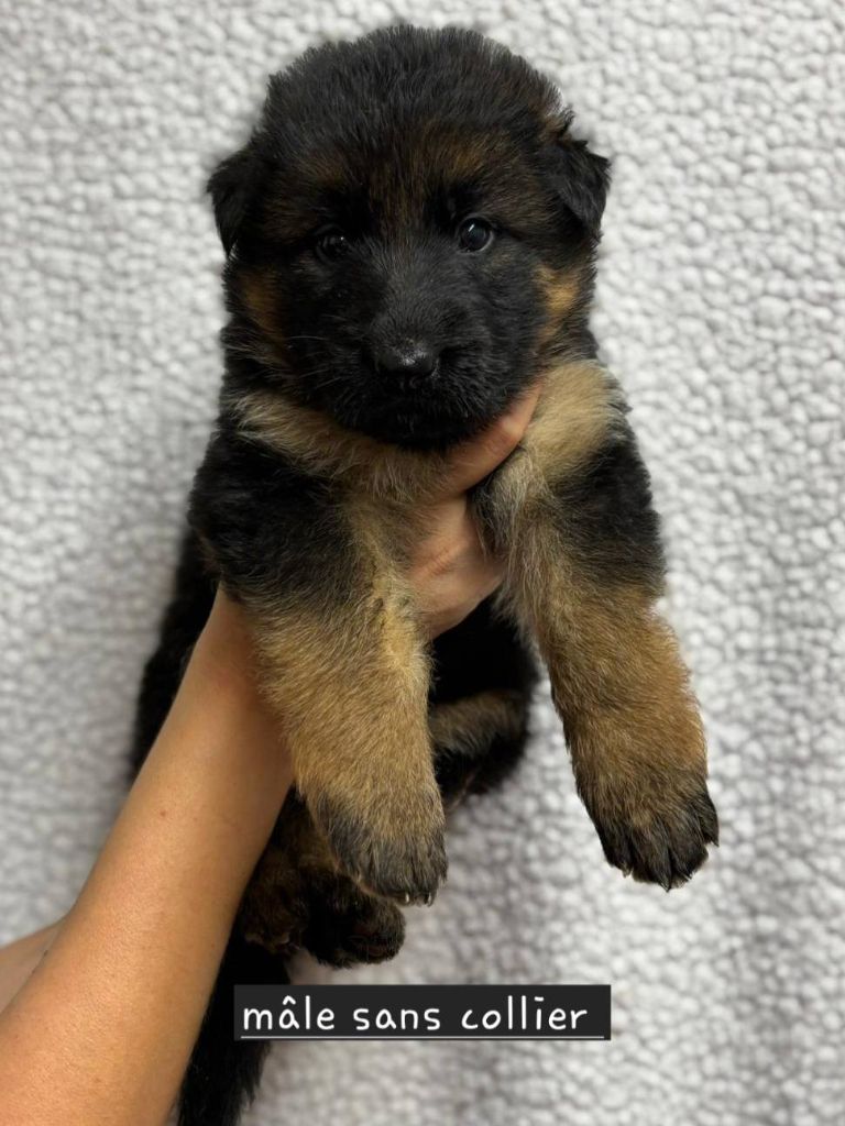 Du Clos De La Chanson - Chiots disponibles - Berger Allemand Poil Long