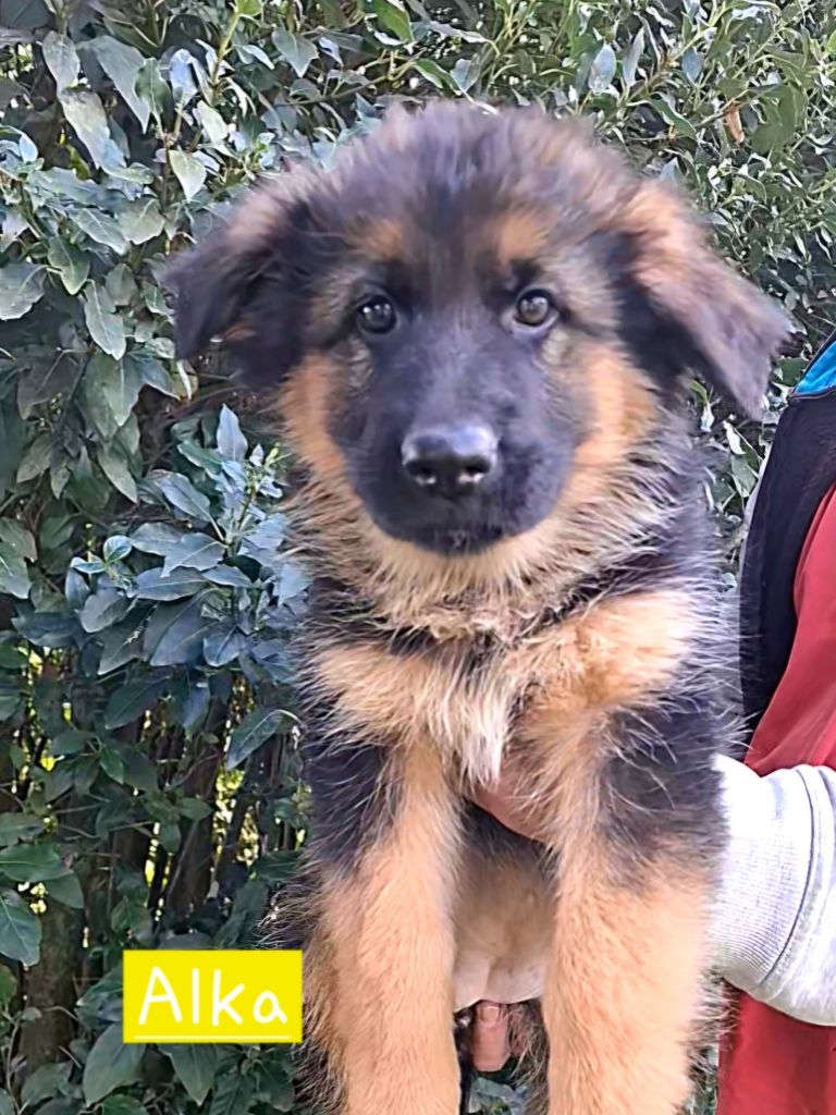 Du Clos De La Chanson - Chiots disponibles - Berger Allemand Poil Long