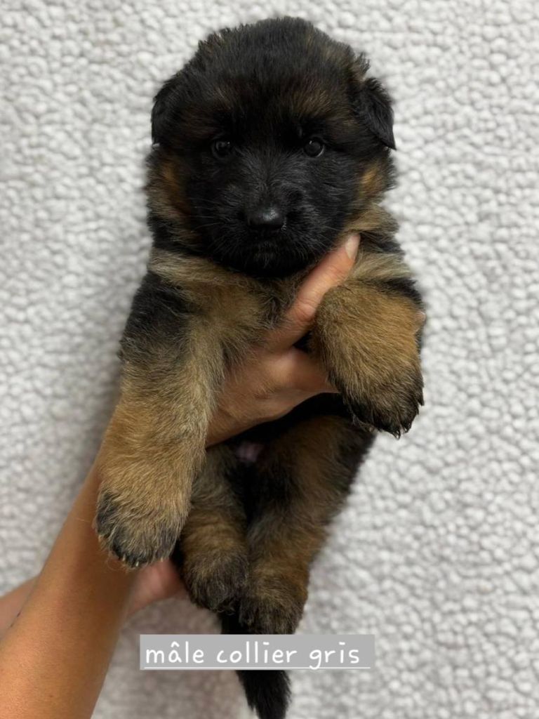 Du Clos De La Chanson - Chiots disponibles - Berger Allemand Poil Long