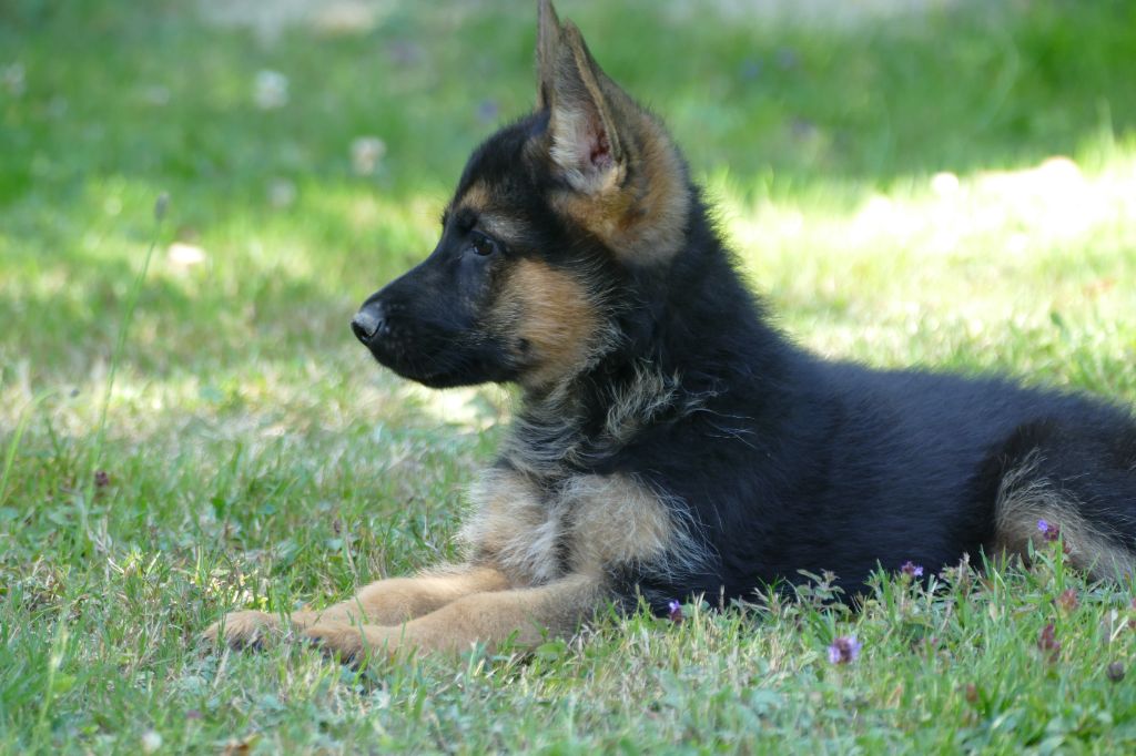 Du Clos De La Chanson - Berger Allemand - Portée née le 04/06/2023