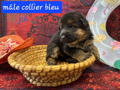 CHIOT
